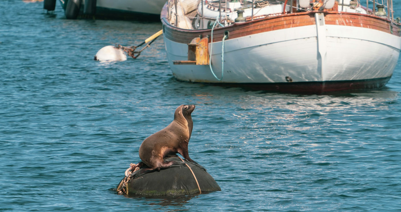 Monterey Bay seal