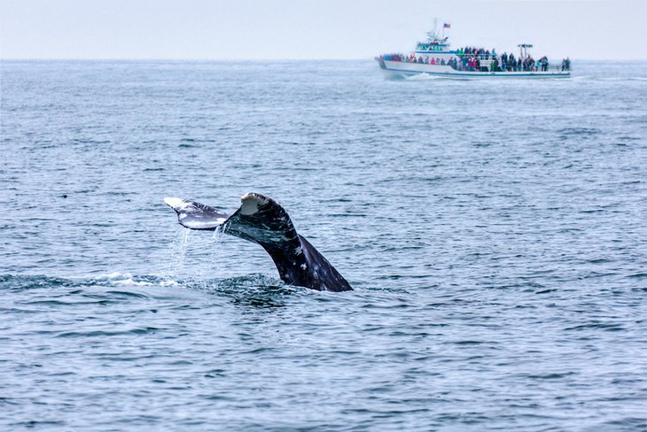Whale Watching Cruises